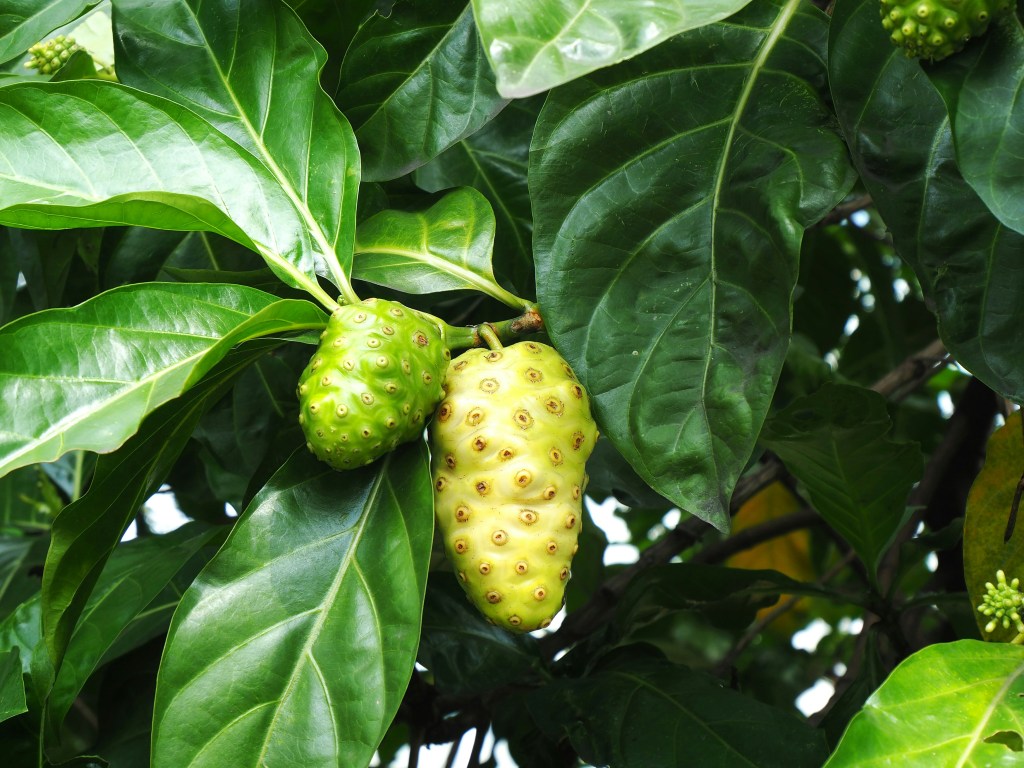 What is Noni and What are the health benefits?