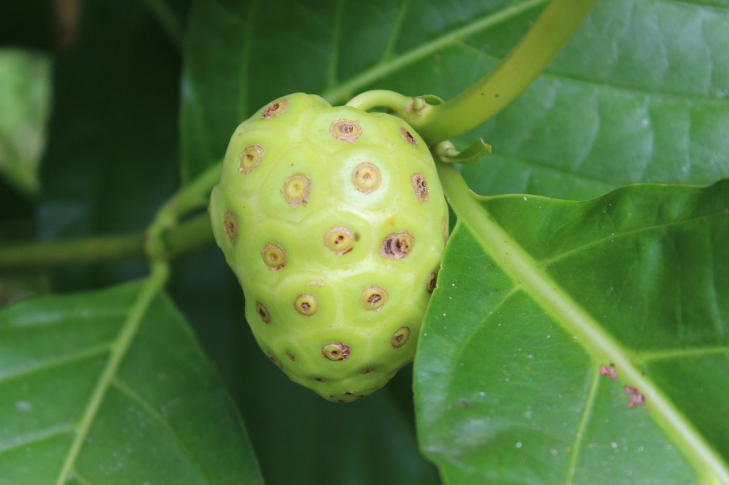 Noni and Immune Health: What Science Says About Fermented Noni